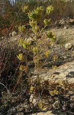 Cordylanthus rigidus Plant